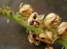 Dojrzałe owoce często pękają same i łatwo wydobyć z nich nasiona. 26.10.2003 WARSZAWA OGROD PRYWATNY ROSLINY CEBULOWE EUKOMIS EUCOMIS JESIEN NASIONA ROZMNAZANIE OWOC NASIONA NASIONO FOT. PAWEL SLOMCZYNSKI / AGENCJA GAZETA PUBLIKACJA KWIETNIK NR 5 (113) - 5.2004