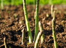 ZIELONE SZPARAGI zbieramy, zanim osiągną 20 cm długości. ZIELONE SZPARAGI zbieramy, zanim osiągną 20 cm długości.