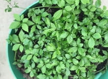 Gynostemma pentaphyllum