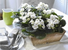 fiołki,sępolia,' Freeze' Wei?e Usambaraveilchen in rustikaler Kiste SLOWA KLUCZOWE: Holzkiste Holzkisten Saint Paulia Streichelweiche Zimmerpflanzen Topfpflanze Topfpflanzen Usambaraveilchen Wei?e Bl´ten Zimmerpflanze Zimmerpflanzen rustikal wei? <bertopf <bert^pfe Querformat