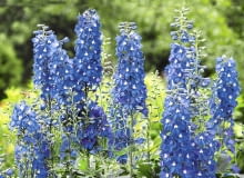 Intensywnie niebieskie kwiaty ostróżki ogrodowej mienią się w słońcu na fioletowo.