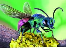 Piękna złotolitka nie buduje gniazd dla swojego potomstwa, lecz składa jaja w gniazdach innych owadów. Piękna złotolitka nie buduje gniazd dla swojego potomstwa, lecz składa jaja w gniazdach innych owadów.