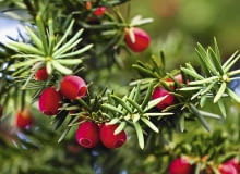 Soczyste owoce są zjadane przez ptaki, które następnie rozsiewają nasiona w sąsiadujących ze sobą ogrodach Soczyste owoce są zjadane przez ptaki, które następnie rozsiewają nasiona w sąsiadujących ze sobą ogrodach