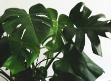 monstera monstera
