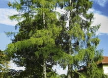 modrzew MODRZEW POLSKI LARIX DECIDUA ODMIANA POLONICA DRZEWO IGLASTE FOT. PIOTR BANASZCZAK PUBLIKACJA OGRODY NR 9 (53) - 9.2003 PUBLIKACJA OGRODY NUMER SPECJALNY - KATALOG PROJEKTOW - 4.2004 PUBLIKACJA OGRODY NR 3 (143) - 3 2011 SLOWA KLUCZOWE: OGRODY DRZEWA ROSLINY ZDJĘCIE DO WKŁADKI: PUBLIKACJA OGRODY NR 9 (53) OGRODY NUMER SPECJALNY - KATALOG PROJEKTOW - CZASOPISMA