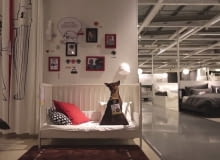 Akcja IKEA mająca na celu znaleźć zwierzętom nowy dom ikea, akcja, psy, akcja charytatywna