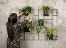 Kwietnik Hedera Kwietnik Hedera