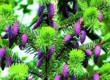 Starsze gałązki świerku wyglądają bardzo malowniczo