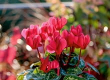 Miniaturowy cyklamen perski - uroczy kwitnący dodatek. Miniaturowy cyklamen perski - uroczy kwitnący dodatek.