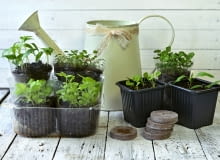 Własnoręcznie zrobiona rozsada to nie tylko oszczędność, ale również ogromna satysfakcja.