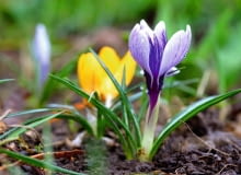 W oczekiwaniu na wiosnę.