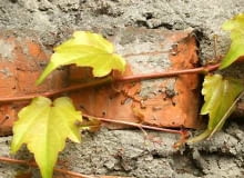 Winobluszcz trójklapowy ma wąsy, a na ich końcach przylgi - wydzielają one substancje, dzięki którym bardzo mocno przywierają do podłoża. 22.09.2005 WARSZAWA ROSLINY PNACZA PARTHENOCISSUS TRICUSPIDATA PRZYLGI