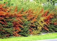 Formowanie starego (starszego niż 10 lat), mocno wyrośniętego żywopłotu wymaga pozwolenia administracyjnego KRZEW OWOCE OGNIK PYRACANTHA COCCINEA ZYWOPLOT FOT. LILIANNA SOKOLOWSKA PUBLIKACJA KWIETNIK NR 10 (166) - 10 2008 PUBLIKACJA LADNY DOM NR 9 (143) - 9 2010 SLOWA KLUCZOWE: ROSLINY OWOCE ZDJĘCIE DO WKŁADKI: PUBLIKACJA KWIETNIK NR 10 (166) - CZASOPISMA