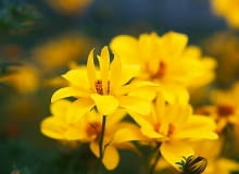 26.06.2009 ZABORZE K/KOSWIECIMIA