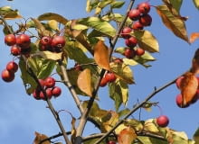 jabłoń 'Ola' jesienią OLYMPUS DIGITAL CAMERA