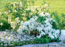 Porcelanki doskonale nadają się na kobierce i rabaty, mogą być ozdobą skalniaków i pojemników Porcelanki doskonale nadają się na kobierce i rabaty, mogą być ozdobą skalniaków i pojemników