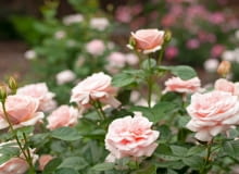 Róża Aphrodite® Róża Aphrodite®