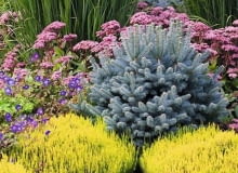 Jodła 'Compacta' Jodła 'Compacta'