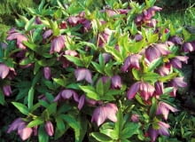 Ciemiernik purpurowy to nasz krajowy gatunek. Żeby utworzył tak okazałą kępę, powinien rosnąć w jednym miejscu przez kilka lat CIEMIERNIK PURPUROWY HELLEBORUS PURPURASCENS