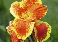 Zdrowe pacioreczniki tworzą okazałe kwiaty na końcach wysokich sztywnych łodyg. Ich płatki mają ciepłe barwy.