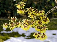 oczar,rośliny ogrodowe,w ogrodzie