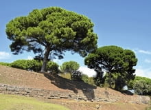 Pinia pierwsze szyszki tworzy po ok. 20 latach. Dorasta do 30 m. Pinia pierwsze szyszki tworzy po ok. 20 latach. Dorasta do 30 m.