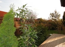 Bambus w ogrodzie Bambus w ogrodzie