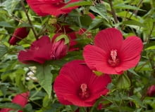 Hibiskus bagienny Hibiskus bagienny