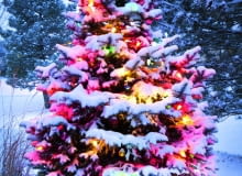 Jodła w świątecznej szacie może też zdobić ogród. Pamiętajmy tylko o strząsaniu z gałęzi śniegu!