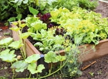 Sadząc warzywa na podwyższonym zagonie wypełnionym mieszanką dobrej ziemi, nie musimy przejmować się złą jakością naturalnej gleby. Sadząc warzywa na podwyższonym zagonie wypełnionym mieszanką dobrej ziemi, nie musimy przejmować się złą jakością naturalnej gleby.