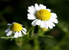 Właściwości rumianku pospolitego