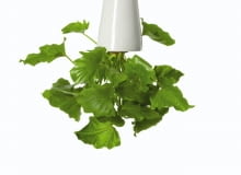 Doniczki i osłonki często mają tak zaskakujące kształty i kolory, że trudno się nawet domyślić ich przeznaczenia. Wśród nich są też pojemniki do zadań specjalnych. <BR />ROŚLINY DONICZKOWE. Doniczka ceramiczna wisząca (siatka wewnątrz przytrzymuje roślinę i podłoże, by nie wypadły; podlewamy od góry) Fabryka Form, 312 zł