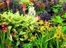 Aukuby mogą rosnąć na rabatach - tu obok dorodnych krokosmii.