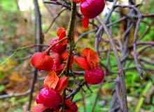 Dławisz okrągłolistny (Celastrus orbiculats). Nazywany bywa pnączem dusicielem, bo z czasem tworzy grube pędy o długości 12 m. Jesienią jego liście przebarwiają się na złoto. Gdy opadną, roślinę przez kilka miesięcy zdobią dojrzewające owoce (o średnicy około 1 cm). Ich żółte osłonki pękają, ukazując nasiona w czerwonych lub pomarańczowych osnówkach. Ale uwaga, owocują jedynie egzemplarze żeńskie (np. odmiana 'Diana'), które zostały zapylone przez okazy męskie (np. odmianę 'Herkules'). W ogrodzie gatunek ten potrzebuje mocnych podpór i wymaga intensywnego cięcia. Mniej silnie rozrasta się na ubogich glebach. Dławisz okrągłolistny (Celastrus orbiculats). Nazywany bywa pnączem dusicielem, bo z czasem tworzy grube pędy o długości 12 m. Jesienią jego liście przebarwiają się na złoto. Gdy opadną, roślinę przez kilka miesięcy zdobią dojrzewające owoce (o średnicy około 1 cm). Ich żółte osłonki pękają, ukazując nasiona w czerwonych lub pomarańczowych osnówkach. Ale uwaga, owocują jedynie egzemplarze żeńskie (np. odmiana 'Diana'), które zostały zapylone przez okazy męskie (np. odmianę 'Herkules'). W ogrodzie gatunek ten potrzebuje mocnych podpór i wymaga intensywnego cięcia. Mniej silnie rozrasta się na ubogich glebach.