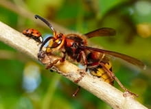 Szerszeń europejski