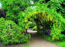 Nie bez powodu złotokap jest uprawiany jako roślina ozdobna. Jej efektownie kwitnące kwiaty są po prostu zjawiskowe 22.05.2008 LONDYN , CAPEL MANOR COLLEGE AND GARDENS - PERGOLA POROSNIETA ZLOTOKAPEM DLA CZASOPISMA OGRODY FOT. ARKADIUSZ SCICHOCKI / AGENCJA GAZETA PUBLIKACJA KWIETNIK NR 4 (196) - 4 2011