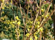 Forsycja pośrednia (Forsythia ×intermedia) Lynwood