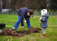 SADZĄC DRZEWKO, pilnujmy, by pień nie odchylił się od pionu. Warto też przywiązać go do palika. SADZĄC DRZEWKO, pilnujmy, by pień nie odchylił się od pionu. Warto też przywiązać go do palika.