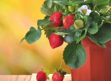 TRUSKAWKI W POJEMNIKACH udadzą się tylko na dobrze nasłonecznionych balkonach.