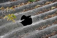 Płyty azbestowo-cementowe są groźne wtedy, gdy uwalniają się z nich włókna azbestowe. Dzieje się tak w wyniku starzenia się materiałów lub gdy materiały są uszkodzone. ETERNIT MATERIALY BUDOWLANE DACH Z ETERNITU