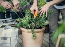 Ogródek na balkonie Ogródek na balkonie