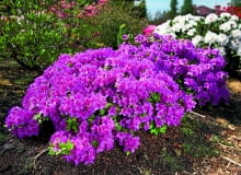 Krzewy azalii japońskich są gęste, zwarte; najczęściej mają kształt spłaszczonej kuli. 12.05.2009 PISARZOWICE SZKOLKA KRZEWOW OZDOBNYCH - EUGENIUSZ PUDELEK N/Z AZALIA JAPONSKA " KONIGSTEIN " FOT. MICHAL MUTOR / AGENCJA GAZETA