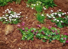Korą na rabacie ściółkujemy ziemię pod roślinami, aby zapobiec m.in. utracie wilgoci. CYKLAMEN NEAPOLITANSKI CYCLAMEN HEDERIFOLIUM ROSLINA NA SALNIAK KORA MULCZOWANIE SCIOLKOWANIE SCIOLKA LATO JESIEN FOT. PAWEL SLOMCZYNSKI / AGENCJA GAZETA SLAJD MALY PUBLIKACJA KWIETNIK NR 10 (118) - 10.2004