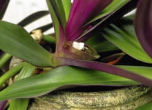 KWIATOSTANY REO przypominają łódeczki. Maleńkie kwiaty wychylają się z nich tylko na kilka godzin