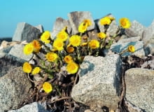 Boże liczka Boże liczka