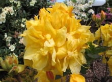 Azalia 'Umpqua Queen' Azalia 'Umpqua Queen'