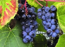 Do pokrywania altan, trejaży i ścian wybierzmy jedną z silnie rosnących, odpornych na mróz odmian winorośli: 'Alwood', 'Concord', 'Fredonia' lub 'Ontario' (na zdjęciu 'Zilga') Do pokrywania altan, trejaży i ścian wybierzmy jedną z silnie rosnących, odpornych na mróz odmian winorośli: 'Alwood', 'Concord', 'Fredonia' lub 'Ontario' (na zdjęciu 'Zilga')