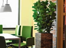 FIGOWIEC LIROLISTNY (Ficus lyrata). Wyróżnia się dekoracyjnymi liśćmi o długości do 50 cm. Jego pęd nie rozgałęzia się i silnie rośnie w górę. W pojemniku ładniej wygląda w grupie. Toleruje słabe oświetlenie.