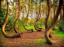 Krzywizna dolnych partii pni powstała, gdy sosny w Krzywym Lesie miały 7 lat. Krzywizna dolnych partii pni powstała, gdy sosny w Krzywym Lesie miały 7 lat.