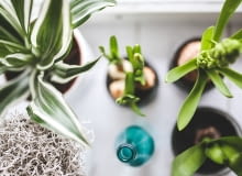 Kwiaty doniczkowe Kwiaty doniczkowe